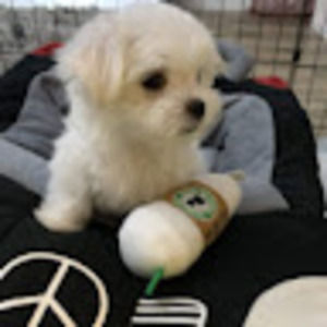 Meet your Posher, Diana